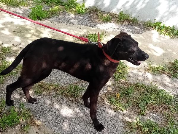 Lucy, una tenera simil Labrador Foto 2